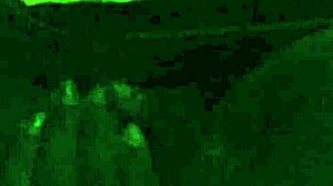 Whose Fiance Got Caught in a Chocolate Mess?