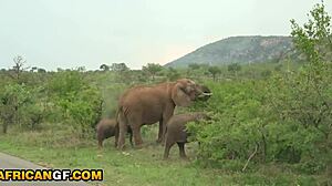 African Babe Sucks Dick in Romantic Holiday POV Gonzo Tape