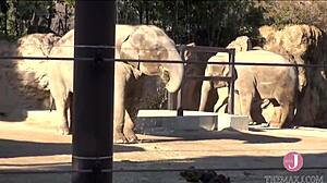 Asian babe sucks cock deep on all fours with intense vacuum blowjob and tit-job.