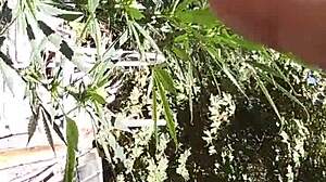 Hot Suck And Fuck In 420 Patch With Intense Action