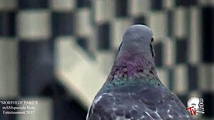 Best big booty twerk for big booty lovers, thick and juicy ass shaking in mu-1080p. Lovers enjoy the hardcore display.