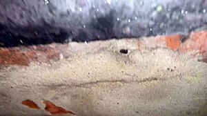 Blonde Mature Slut Cracky Fucks on TV Reality Show