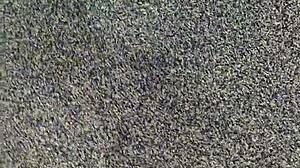 เมียแพ้พนันเบียร์ปองเลยถอดโชว์ยั่วแล้วอมควยยักษ์ของฉันโฮมเมด