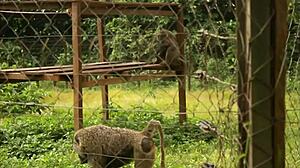 a footballer vacationing in africa encounters mature woman for quick outdoor interracial public encounter in tourist park