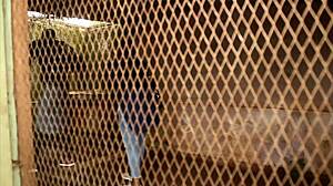 a footballer vacationing in africa encounters mature woman for quick outdoor interracial public encounter in tourist park