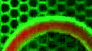 madison morgan's bikini creampie passion