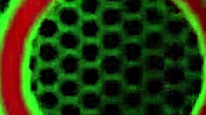 Gabby Quinteros stuffs that glass dildo deep in her big ass and pussy for a hot solo show 😈