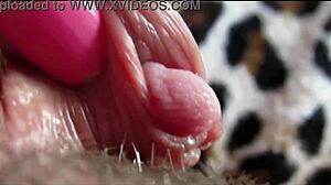 You know I've got this huge clitoris I'm rubbing and jerking to orgasm right now