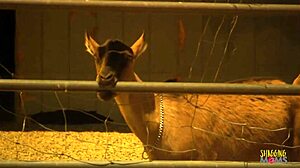 adorable young blonde milf small tits bent over cowboy's big dick doggystyle outdoors