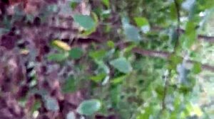 Lesbian Woods Fuck Keeps Our Secret Hidden